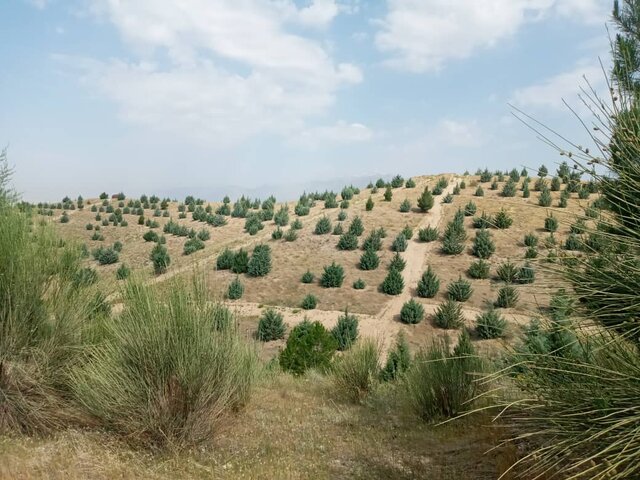 نقدی بر حصار کشی و اسباب کشی درختان از پارک ها