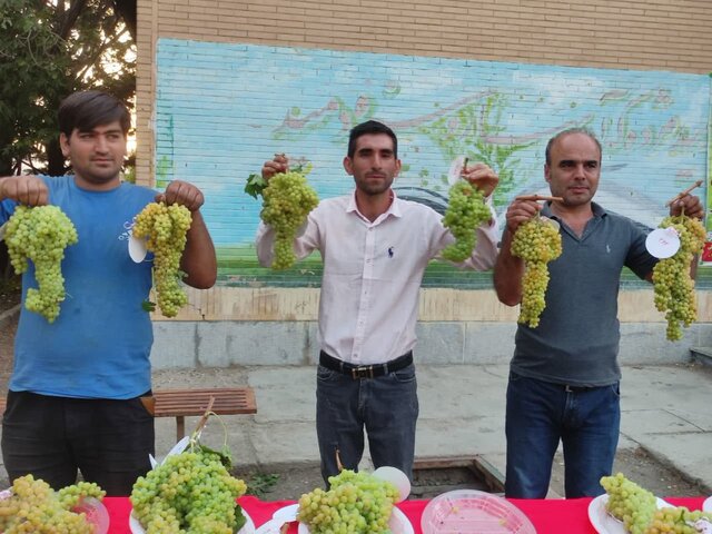 دوازدهمین جشنواره ملی خوشه برتر در ملایر برگزار شد