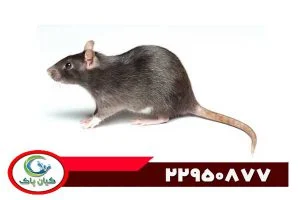 بهترین سم موش کدام است؟ بررسی انواع سموم قدرتمند و سریع موش کشی