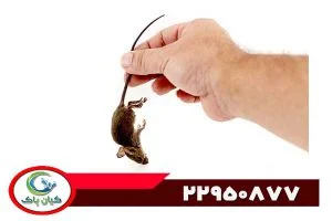 بهترین سم موش کدام است؟ بررسی انواع سموم قدرتمند و سریع موش کشی